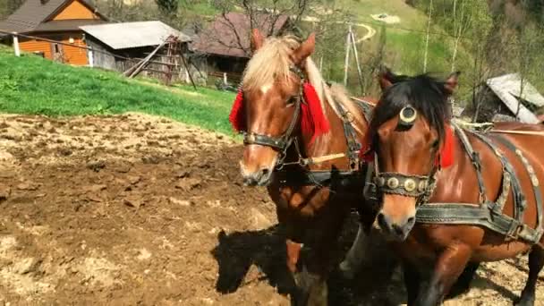 Zwei Kräftige Lorbeerpferde Sind Eingespannt Und Pflügen Das Land Auf — Stockvideo
