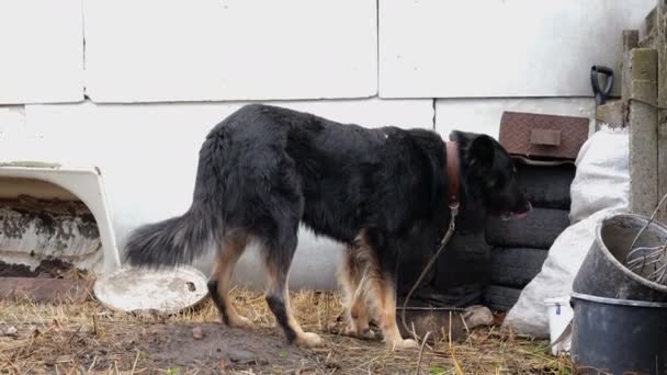 Sorglig blandras, äter sin mat, är bunden på kort koppel nära hennes hund hus på bakgården. Begreppet djurmisshandel. Medelstor plan. — Stockvideo
