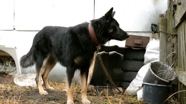 Gürültülü bir şekilde havlayan üzgün melez, arka bahçedeki köpek kulübesinin yanında tasmayla bağlandı. Hayvan istismarı konsepti. Ortam planı. — Stok video