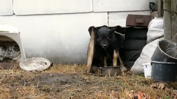 Smutny kundel, głośno szczekający, jest związany na krótkiej smyczy w pobliżu swojej budy na podwórku. Koncepcja wykorzystywania zwierząt. Plan średni. — Wideo stockowe