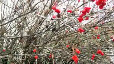 Viburnum böğürtlen kümeleri ya da Viburnum opulus içeren dallar. Ağacın dallarında asılı kırmızı meyveler.