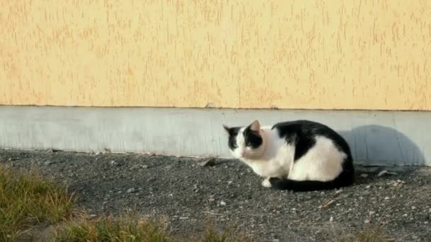 Evsiz siyah beyaz kedi gider ve evin duvarına yaslanır. Vahşi ve başıboş hayvan sorunları. Ortam planı. — Stok video