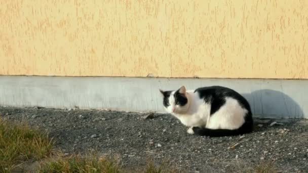 Hajléktalan fekete-fehér macska megy és ül a falnak a ház. Vad és kóbor állatok problémái. Közepes terv. — Stock videók