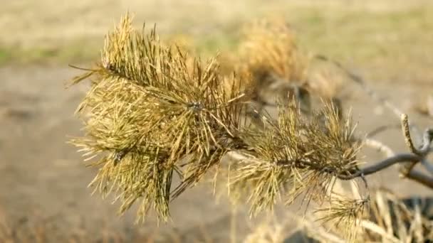 Droge sparren tak in de woestijn plaats schommelt in de wind. Selectieve focus. Buiten. — Stockvideo