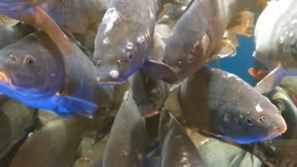 Muchos de los peces vivos de la carpa, nada en el acuario en el mercado para la venta . — Vídeo de stock