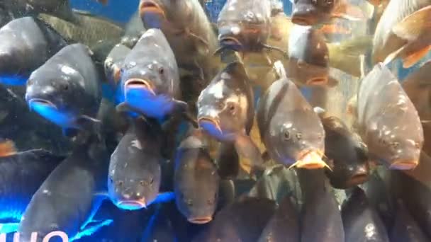 Many of live fish carp, swims in the aquarium on market for sale. — Stock Footage Many of live fish carp, swims in the aquarium on market for sale. Stock Footage