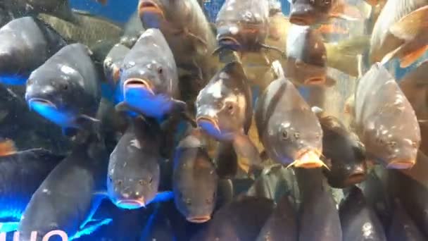 Muchos de los peces vivos de la carpa, nada en el acuario en el mercado para la venta . — Vídeo de stock