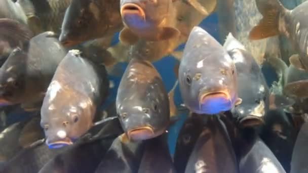 生きている魚の鯉の多くは、販売のための市場で水族館で泳ぐ. — ストック動画