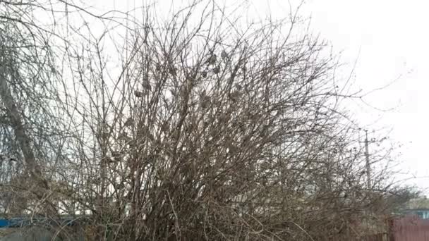 Viele Sperlingsvögel sitzen und fliegen auf einem Baum in einem Park oder auf dem Land. — Stockvideo