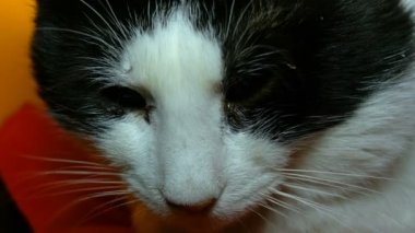 Kafası, gözleri ve siyah ve beyaz kedi bıyığı, başını büküyor ve çevresine yeşil gözlerle bakıyor. Yakın plan portre.