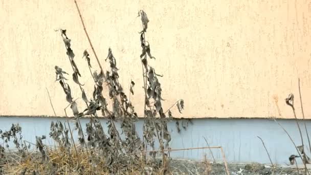 Grama seca oscila no vento contra o fundo da parede áspera da casa. Outono cidade paisagem . — Vídeo de Stock