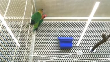 Lovebirds agapornis together in a cage in a pet store or at home. Medium plan.