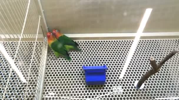 Lovebirds agapornis juntos em uma gaiola em uma loja de animais de estimação ou em casa. Plano médio . — Vídeo de Stock