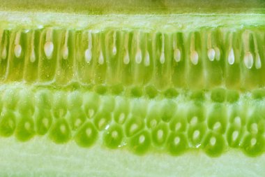 Macro photo of halved sliced green ripe cucumber. Seeds and the 
