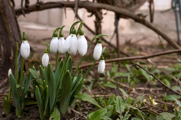 Small White Spring Flowers Snowdrop Common Snowdrop Galanthus Nivalis Spring — Stock Photo, Image