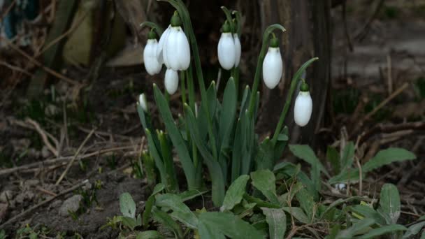 Pequenas flores brancas da primavera gota de neve ou gota de neve comum Galanthus nivalis é símbolos da primavera. No quintal ou no jardim. Floresce no início da primavera. Balançando no vento. Foco seletivo. Close-up . — Vídeo de Stock
