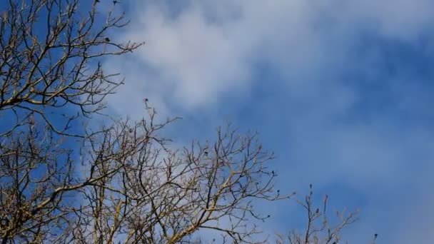 Filialer av stora träd utan bladverk svajar i vinden i soligt väder mot blå himmel med moln. Vacker miljö. Närbild. — Stockvideo