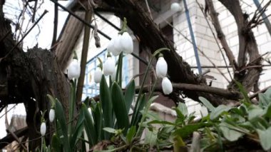 Küçük beyaz bahar çiçekleri ya da yaygın kar damlaları olan Galanthus nivalis bahar sembolleridir. Bahçede ya da bahçede. Erken bahar çiçekleri. Rüzgarda sallanıyor. Seçici odak.