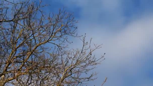 Filialer av stora träd utan bladverk svajar i vinden i soligt väder mot blå himmel med moln. Vacker miljö. Närbild. — Stockvideo