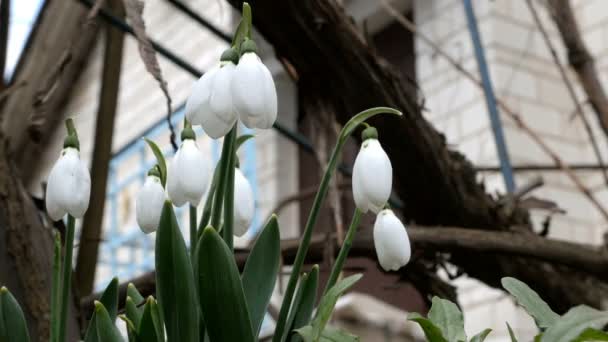 Pequenas flores brancas da primavera gota de neve ou gota de neve comum Galanthus nivalis é símbolos da primavera. No quintal ou no jardim. Floresce no início da primavera. Balançando no vento. Foco seletivo . — Vídeo de Stock