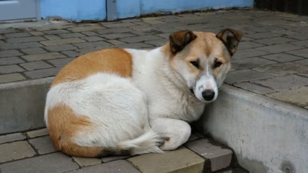 Lonely cute red with white wool mongrel street dog lies on the steps of house stairs. Close-up. — Stock Video