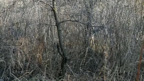 Arbusti secchi e alberi senza foglie nella foresta o nel parco. Pendente a destra. Sfondo astratto di natura morta in inverno o nel tardo autunno. Concentrazione selettiva. Primo piano . — Video Stock