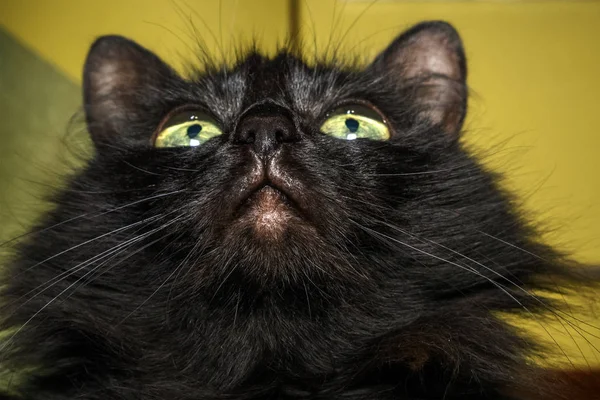 Портрет Черной Домашней Кошки Которая Поворачивает Голову Смотрит Сторону Выборочный — стоковое фото