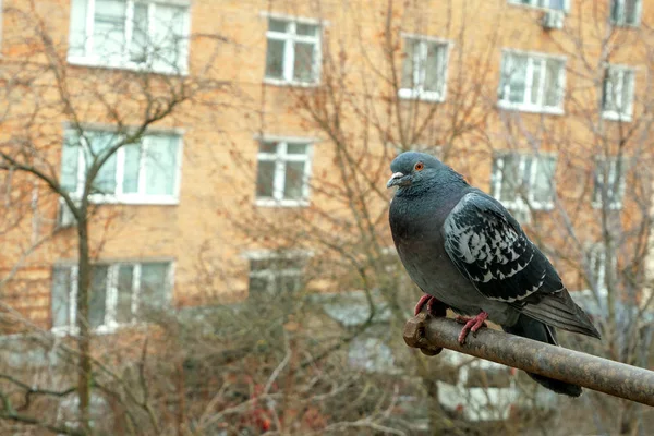 Piccione Sono Seduti Sul Balcone Nel Quartiere Residenziale Della Città — Foto Stock