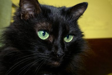 Yan tarafa bakan siyah evcil kedi portresi. Seçici odaklanma. Yakın plan. Kapalı.
