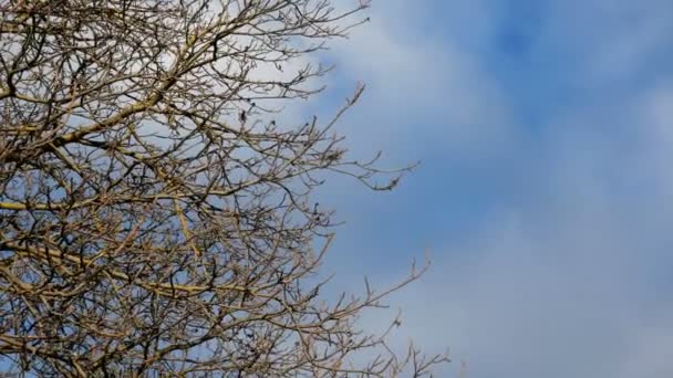 Υποκαταστήματα του μεγάλου δέντρου χωρίς φυλλώματα ταλαντεύονται στον άνεμο σε ηλιόλουστο καιρό κατά του μπλε ουρανού με σύννεφα. Όμορφο περιβάλλον. Κοντινό πλάνο. — Αρχείο Βίντεο