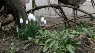 Küçük beyaz bahar çiçekleri ya da yaygın kar damlaları olan Galanthus nivalis bahar sembolleridir. Bahçede ya da bahçede. Erken bahar çiçekleri. Rüzgarda sallanıyor. Seçici odak.