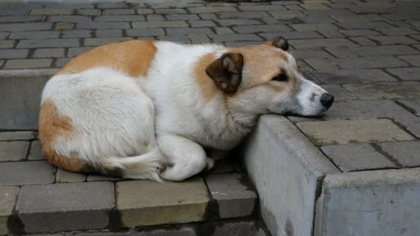 Beyaz yünlü bir sokak köpeği olan yalnız, şirin kırmızı köpek evin merdivenlerinde uzanıyor. Yakın plan.. — Stok video