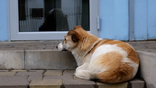 Beyaz yünlü bir sokak köpeği olan yalnız, şirin kırmızı köpek evin merdivenlerinde uzanıyor. Yakın plan.. — Stok video