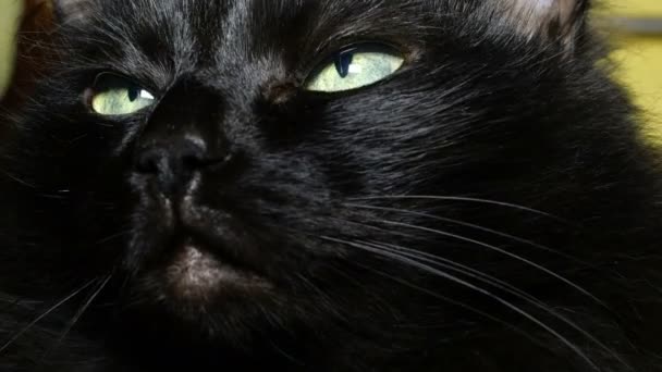 Portrait of black domestic cat that twists its head and looks around. Close-up. — Stock Video