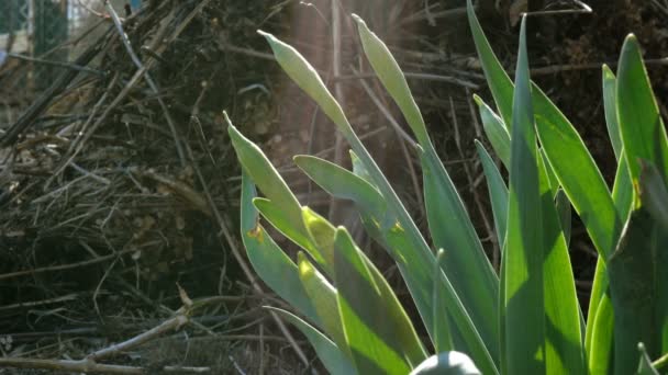 Buds of first spring perennial, flower of narcissus or Narcissus poeticus grow in garden or in backyard of house and sway in light breeze. Concept of early spring coming. Close-up. — Αρχείο Βίντεο