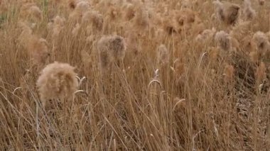 Thickets of yellow dry grass eulalia grass or miscanthus sinensis swing on wind. Abstract background. Medium plan. Nature b-roll.