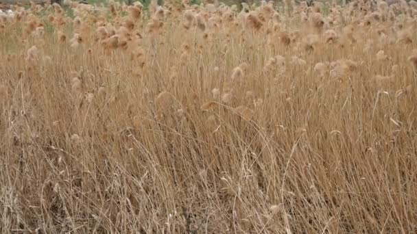 Spessore di erba gialla secca erba eulalia o miscanthus sinensis oscillare sul vento. Sfondo astratto. Piano generale. Natura b-roll . — Video Stock