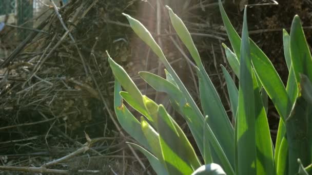 Los brotes de la primera primavera perenne, la flor del narciso o el narciso poeticus crecen en el jardín o en el patio trasero de la casa y se balancean en la brisa ligera. Concepto de principios de primavera que viene. Primer plano . — Vídeos de Stock