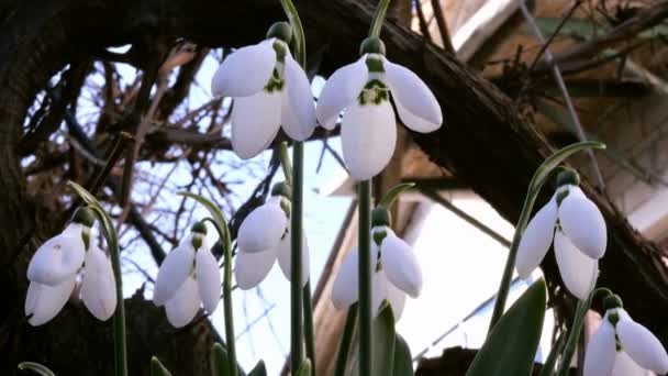 Small white spring flowers snowdrop or common snowdrop Galanthus nivalis is spring symbols. On backyard or in garden. Early spring bloom. Swinging on wind. Selective focus. Close-up. — Wideo stockowe