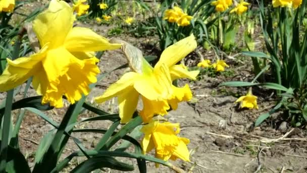 Az első tavaszi évelő virágok, a nárcisz vagy a Nárcisz poeticus virága a kertben vagy a ház hátsó udvarában nő, és könnyű szellőben ringatózik. A kora tavasz koncepciója. Közelkép. — Stock videók