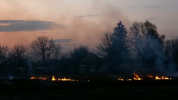 Grama queimada no prado ou no campo perto da aldeia ao pôr-do-sol. Línguas de chama e fumo espesso. Dano ecológico. Plano médio . — Vídeo de Stock