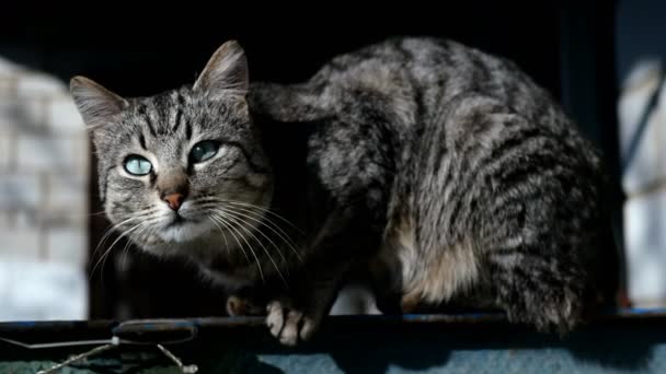 Ciddi gri kedi çitin üzerinde oturur ve başını her yöne çevirir, etrafına bakar. Yakın plan.. — Stok video