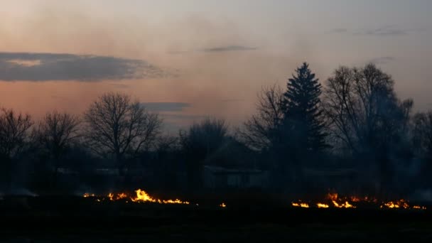 Grama queimada no prado ou no campo perto da aldeia ao pôr-do-sol. Línguas de chama e fumo espesso. Dano ecológico. Plano médio . — Vídeo de Stock