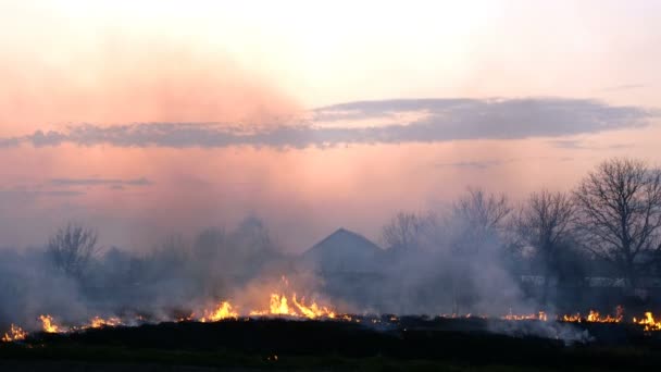 Brännande gräs på äng eller i fält nära byn vid solnedgången. Tungor av lågor och tjock rök. Ekologisk skada. Medelstor plan. — Stockvideo