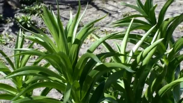 Corona imperiale o fiore fritillaria imperialis che cresce in giardino o in cortile ondeggiante sul vento. Il concetto di giardinaggio domestico. Primo piano . — Video Stock