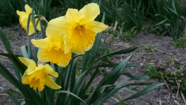 Flowers of first spring perennial, flower of narcissus or Narcissus poeticus grow in garden or in backyard of house and sway in light breeze. Concept of early spring coming. Close-up. — Stock Video