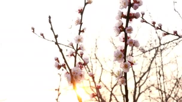 Branches of blossoming apricot tree or cherry tree, in sunset swinging in wind in garden. Back lit. Close-up. — Stock Video