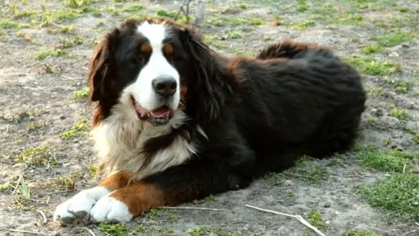 Bernese fjällhund ligger utomhus på gräs och vrider huvudet från sida till sida. Medelstor plan. — Stockvideo