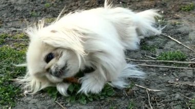 Beyaz kürklü Pekin köpeği yerde coşkuyla bir çubuk çiğniyor. Ortam planı.