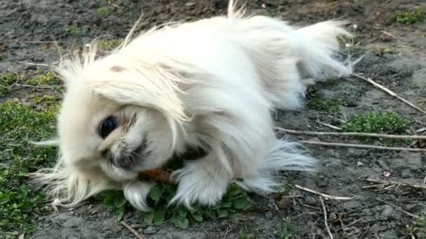 Pekingese hond met wit bont kauwt enthousiast op een stok op de grond. Middelgroot plan. — Stockvideo